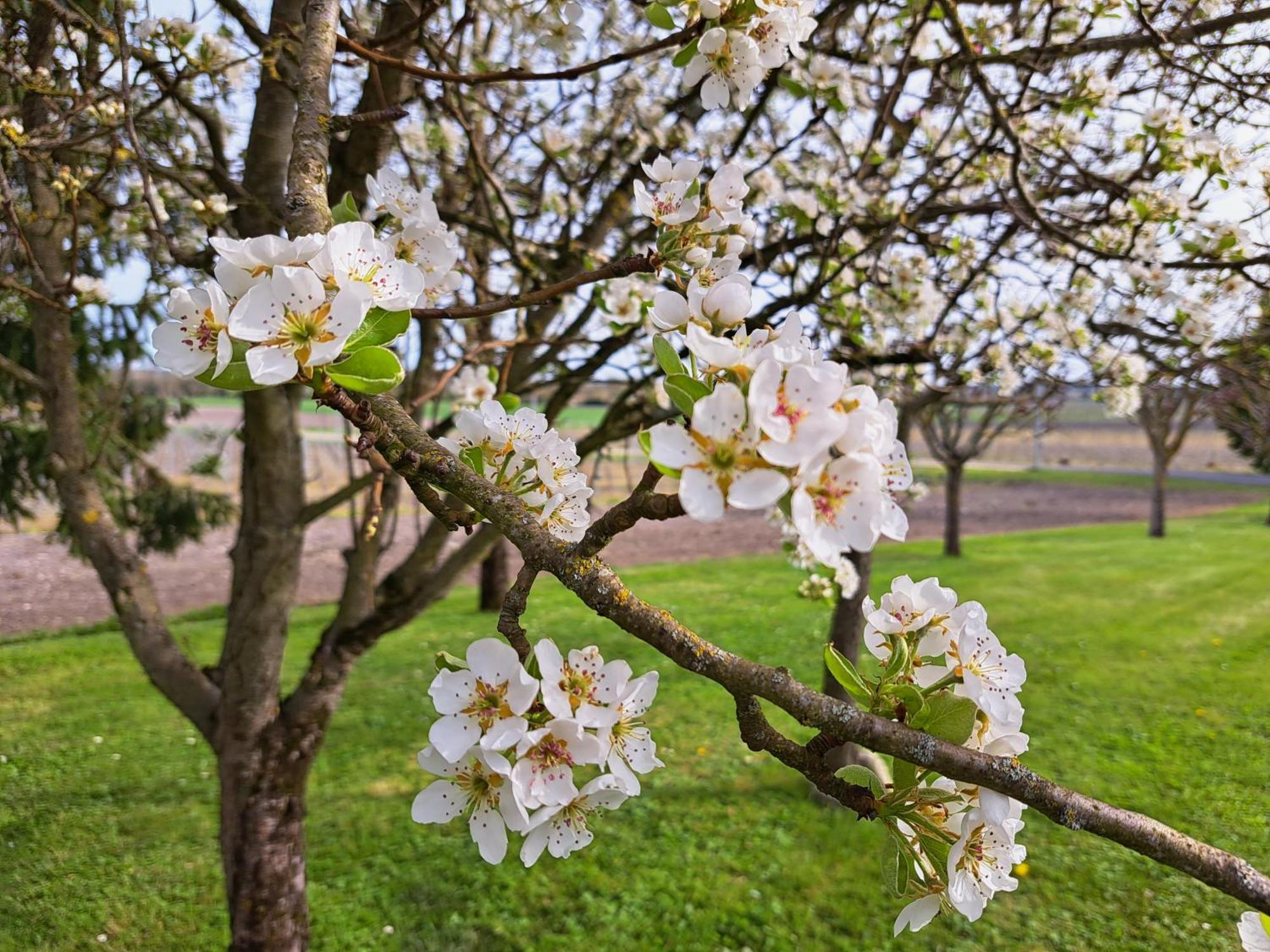 La Metairie Au Milieu Des Vignes Lägenhet Réaux Exteriör bild